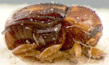 Media type: image; Entomology 9267   Aspect: habitus lateral view